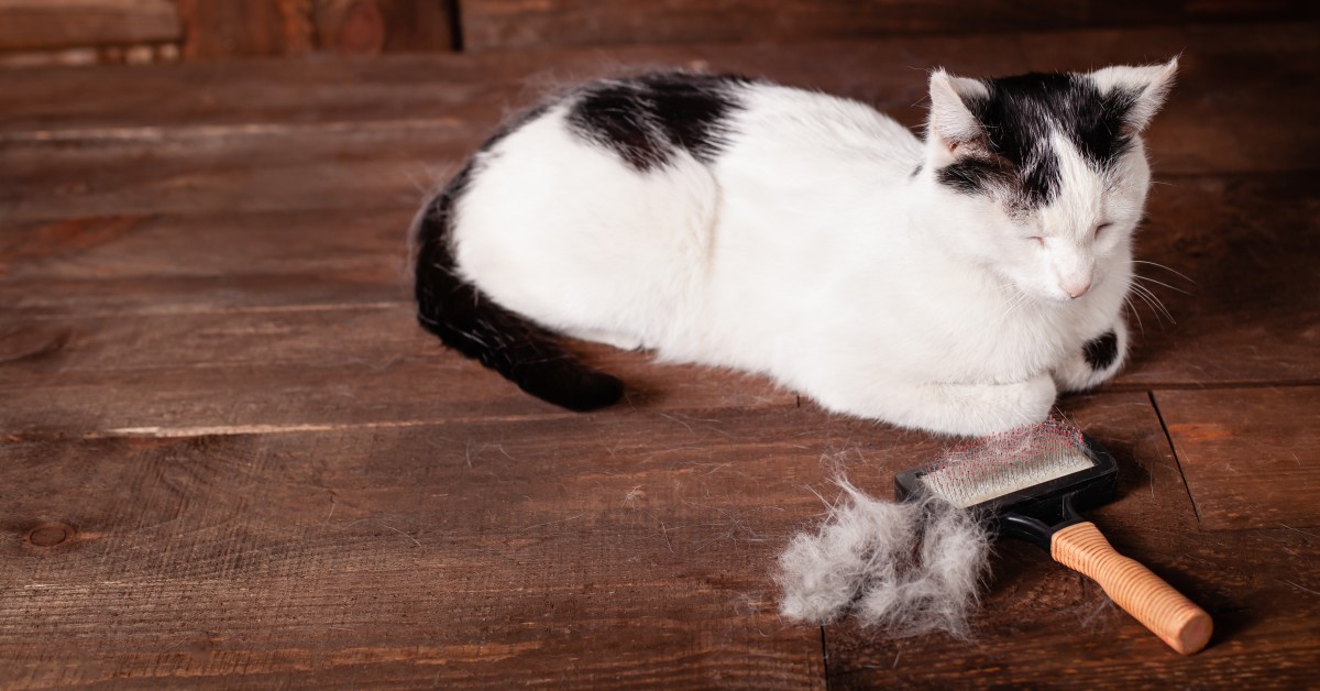 Tips on Handling Cat Shedding